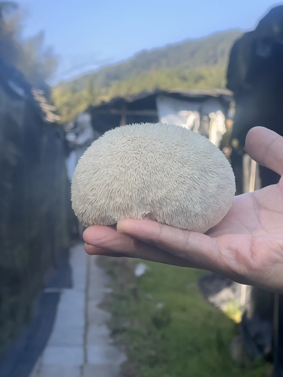 Lion’s mane mushrooms